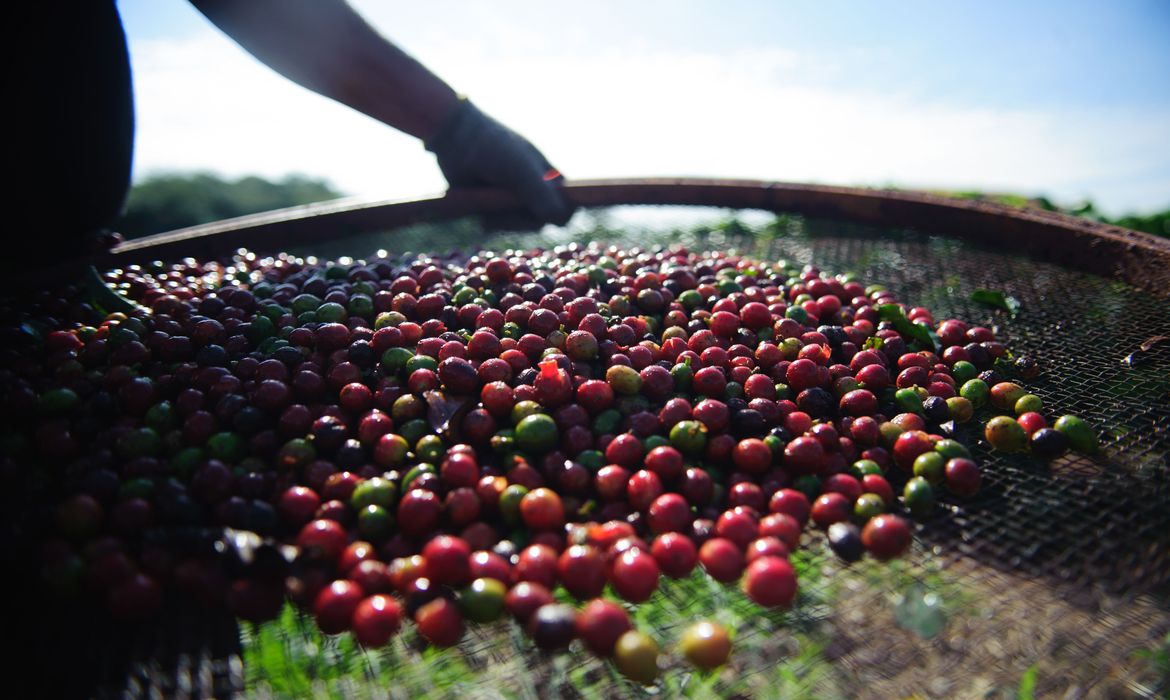 Pesquisa da Conab indica queda na produção nacional de café em 2021