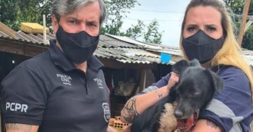 Cachorra é resgatada após queima de fogos: bomba foi amarrada na boca do animal