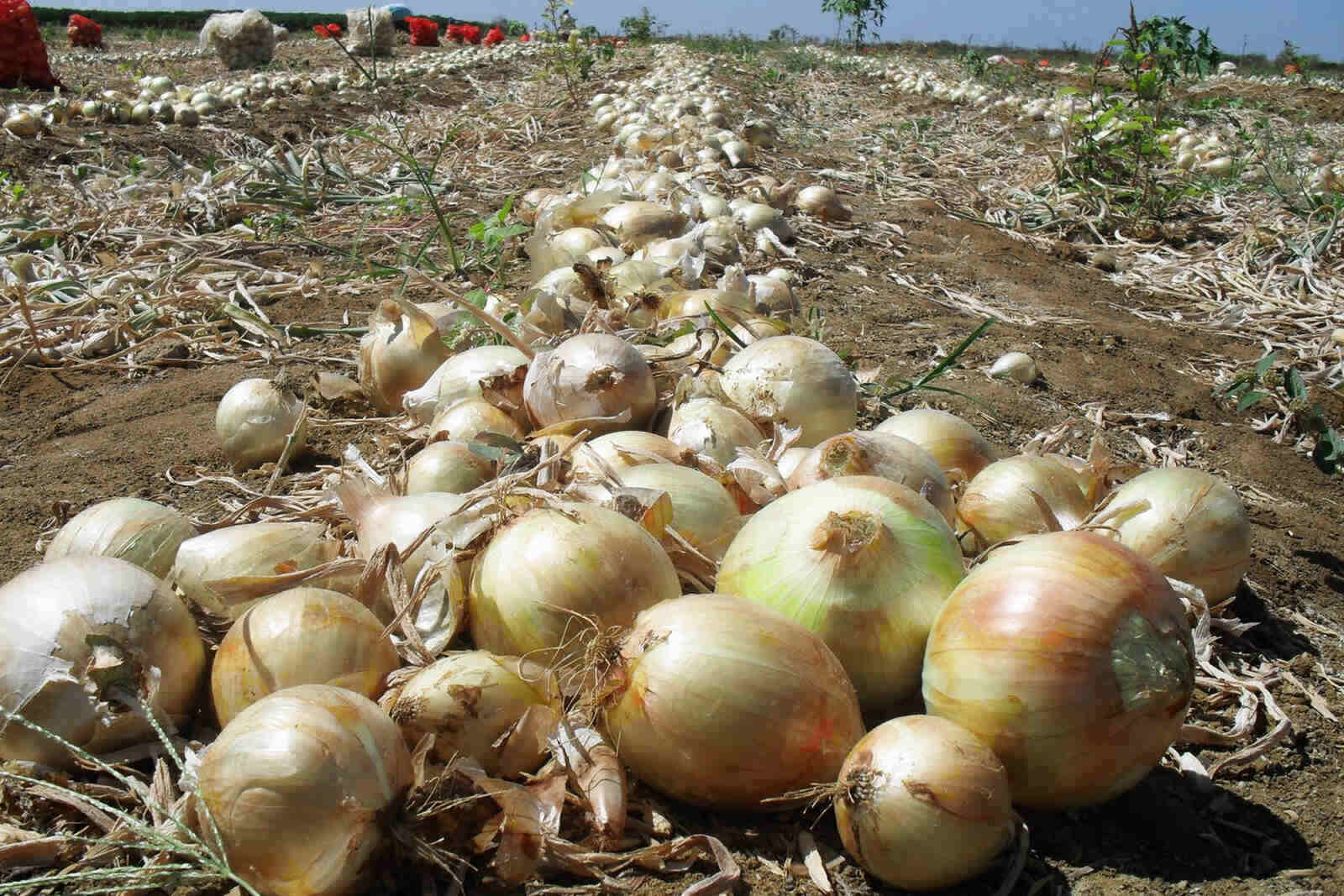 Colheita de cebola é destaque no boletim agropecuário do Paraná