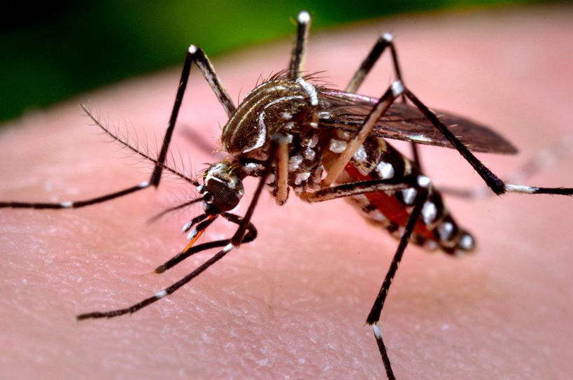Dengue: Paraná registra queda de casos, mas vê taxa de letalidade aumentar