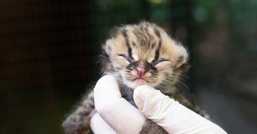 Filhote de gato-maracajá nasce em refúgio do Paraná: espécie é ameaçada de extinção