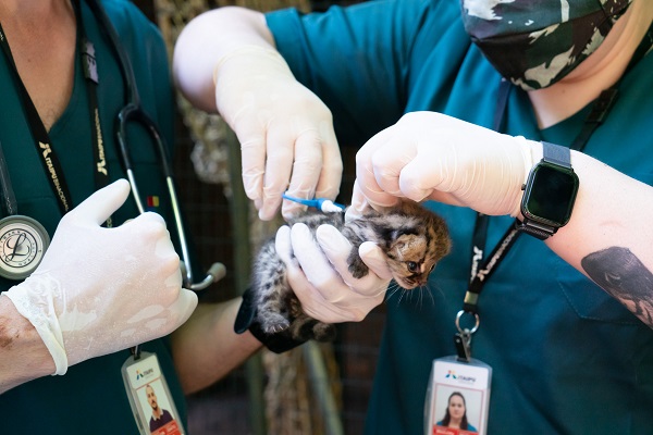 Filhote de gato-maracajá nasce em refúgio do Paraná: espécie é ameaçada de extinção 