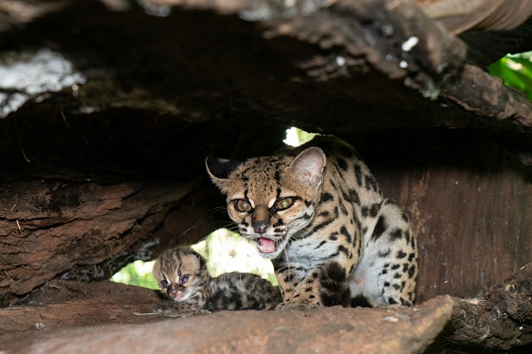 Filhote de gato-maracajá nasce em refúgio do Paraná: espécie é ameaçada de extinção 