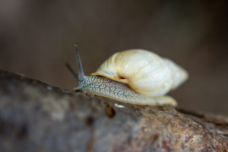 Pesquisadores descobrem espécie de caracol que só existe em arquipélago paranaense