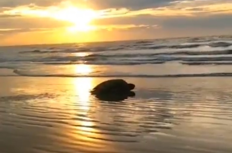 tartaruga-gigante, desova, ovos, litoral, paraná, litoral do paraná, risco, extinção, tartaruga, tartaruga marinha, pontal do sul, pontal do paraná