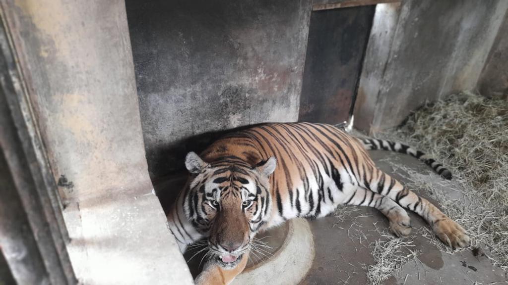 Tigre da Malásia é apreendido na Grande Curitiba e transferido para zoológico; VÍDEO