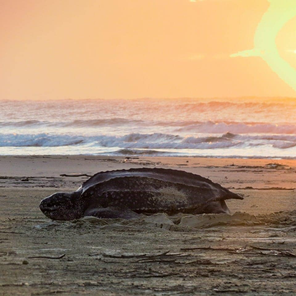 Durante Carnaval, tartaruga-de-couro deposita mais de 90 ovos no litoral do Paraná
