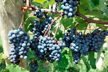 Livro traz orientações para produção de uvas no Paraná