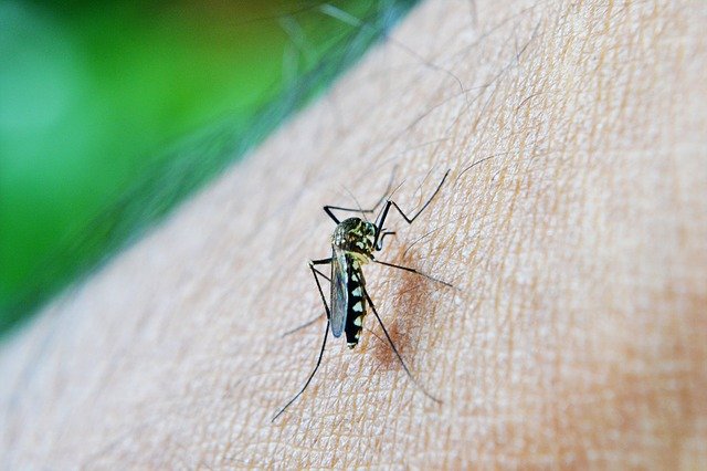 Dengue causa mais duas mortes e 503 novas contaminações no Paraná