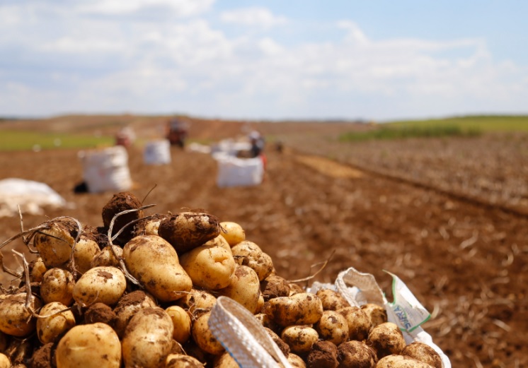 Paraná responde por um quinto da batata produzida do Brasil