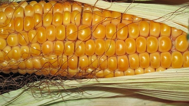 Sindiavipar alerta para possível escassez no abastecimento de milho