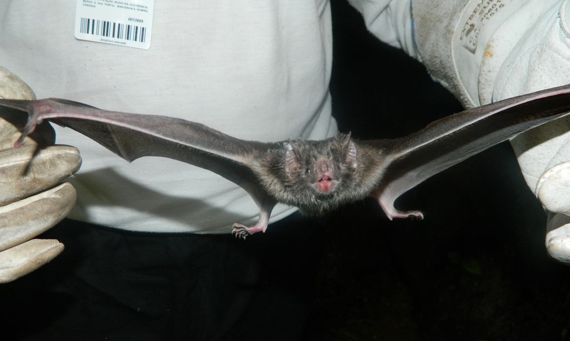 Coronavírus teria passado de morcegos para seres humanos através de outro animal, diz OMS
