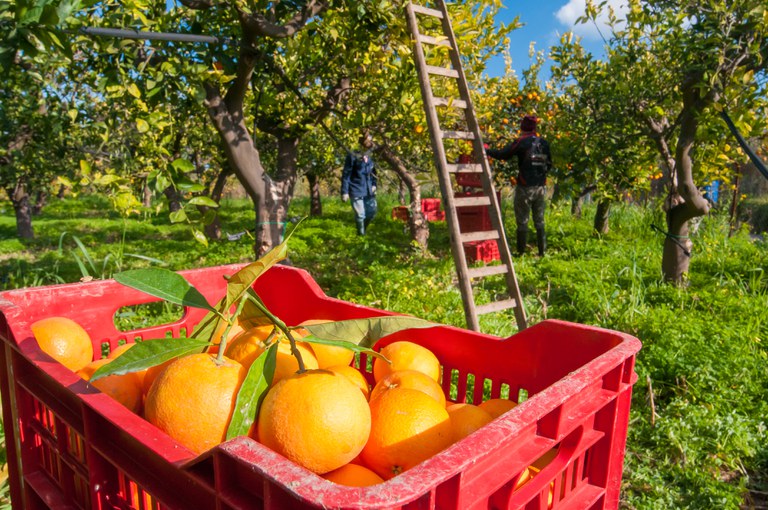 Governo reajusta preços mínimos da laranja e do trigo