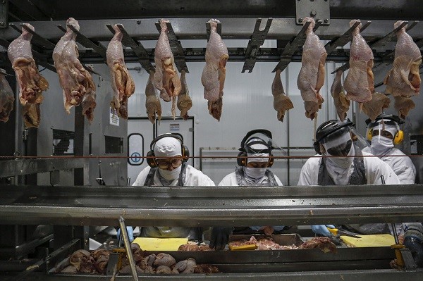 Produção de carne de frango teve crescimento de 3,2% no Paraná em 2020