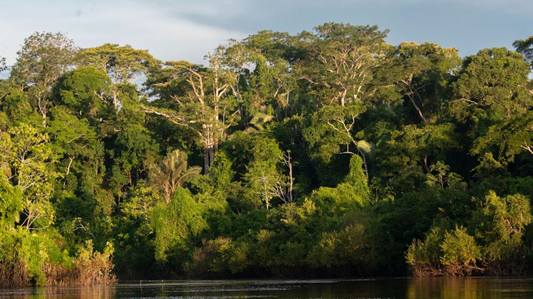 Serviço Florestal Brasileiro completa 15 anos