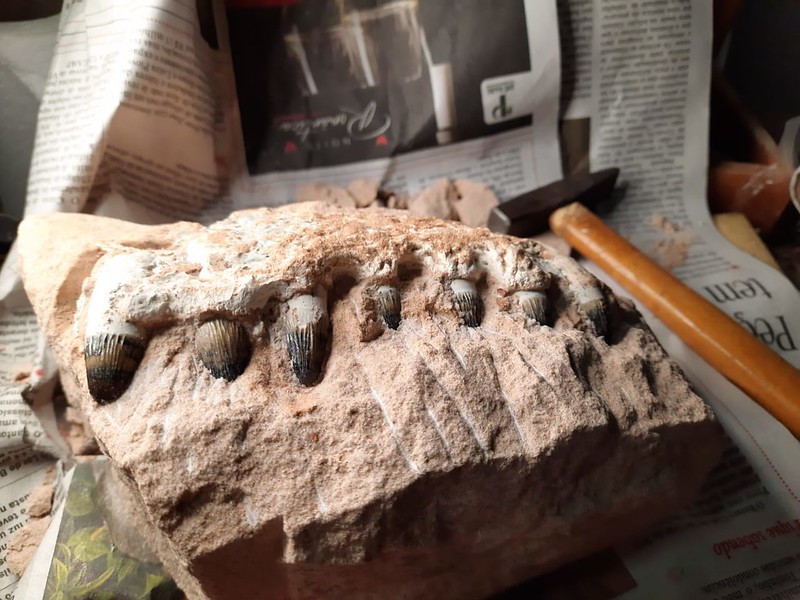 Fósseis de dinossauros são achados durante construção de pedágio em SP; veja as fotos