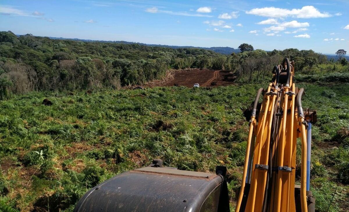 Desmatamento em área indígena no Paraná é flagrado por Polícia Ambiental