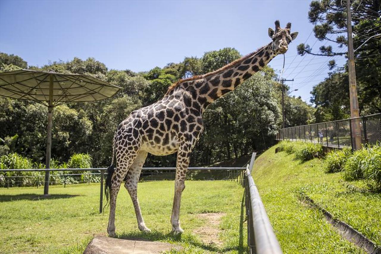 Girafa do zoo de Curitiba, quarta mais velha do mundo, completa 32 anos