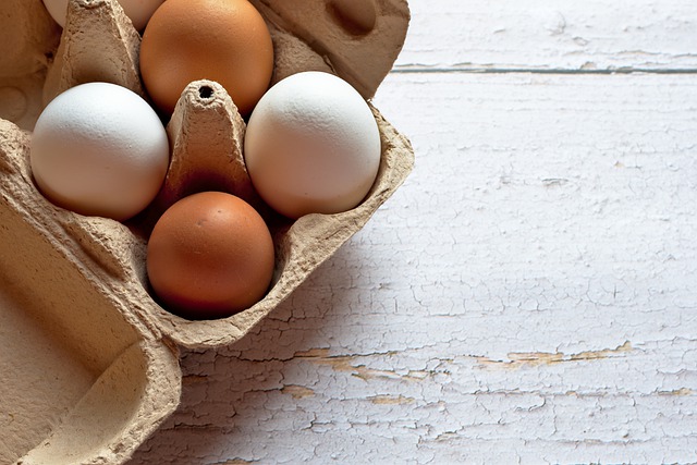 Publicação define que ovos do Brasil podem ser exportados para Argentina e Chile