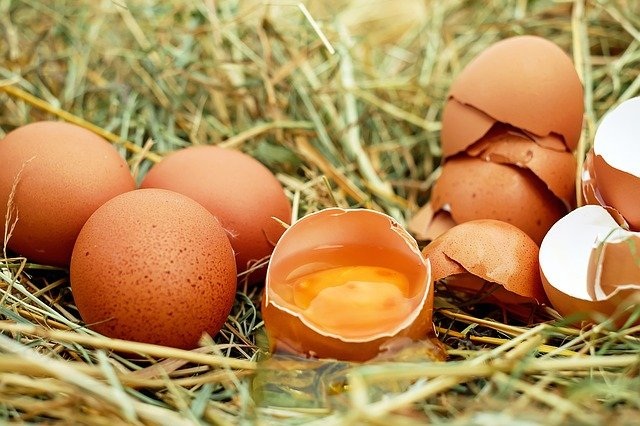 Exportação de ovos cresce 142,5% no primeiro trimestre