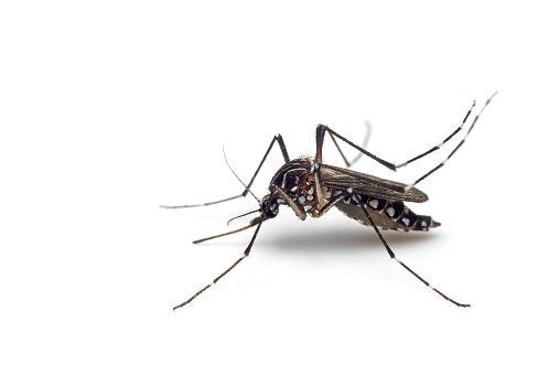Grânulos feitos com fungo são eficazes contra Aedes aegypti