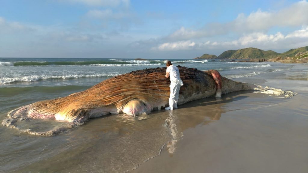 Baleia jubarte é encontrada morta em praia da Ilha do Mel
