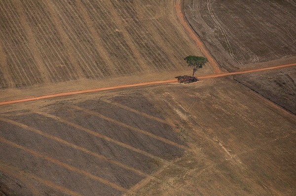 Brasil precisa de ações concretas contra desmatamento para ganhar credibilidade