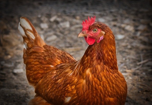 Curso online ensina criação sustentável de galinhas caipiras