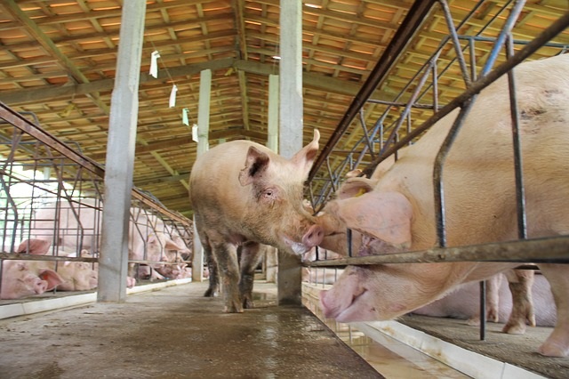 Suínos têm alta nas exportações de carne em abril