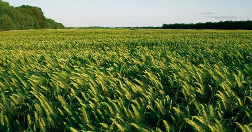 Cevada: cultivo aumenta no Paraná