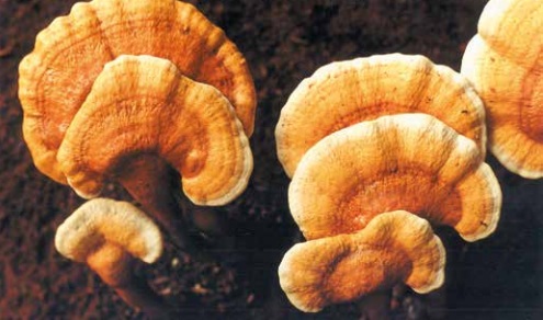 E-book gratuito da Embrapa ensina a produzir cogumelos