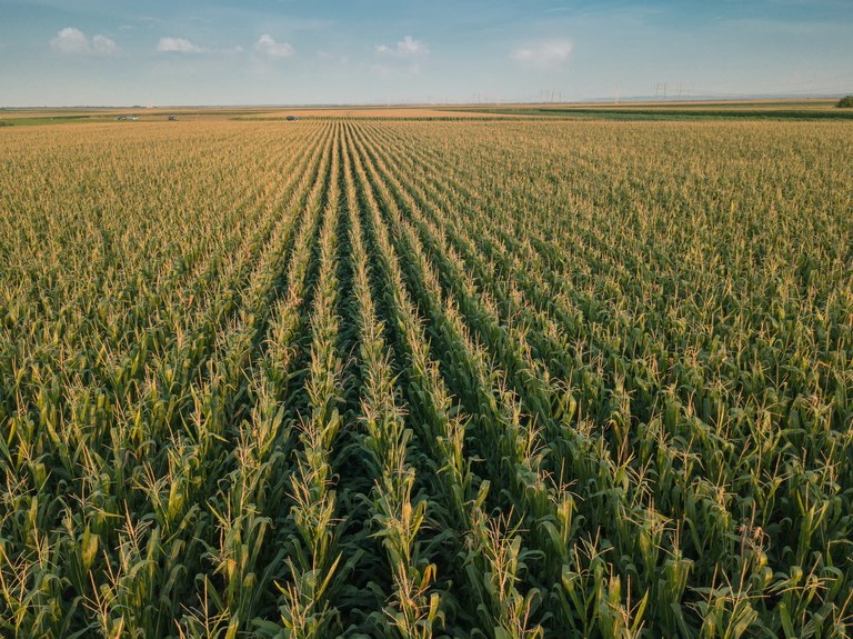 Zoneamento agrícola do milho de primeira safra para 2021/2022 é publicado