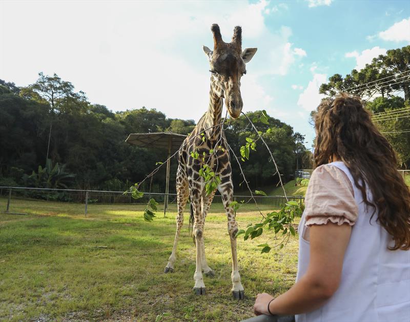 Zoológico de Curitiba vai receber visitantes na modalidade drive-thru; veja como agendar