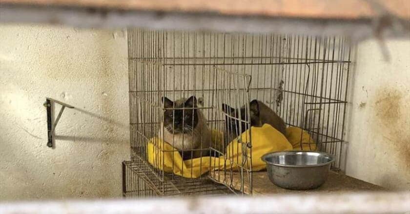 Gatos são resgatados em situação de maus-tratos em imóvel de Curitiba