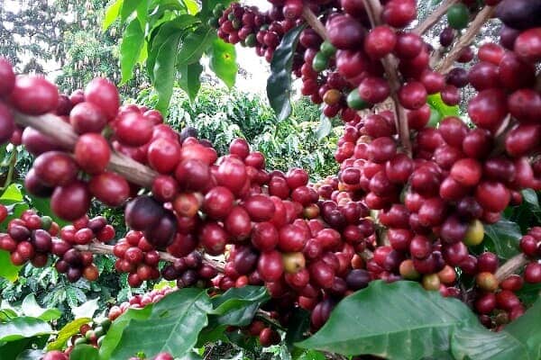 Brasil tem novo recorde na produção de café, destaca Romanelli