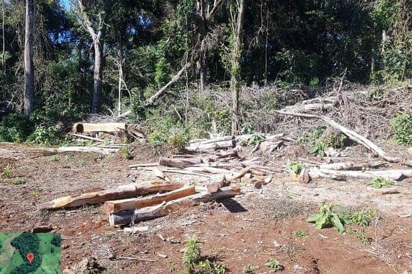 Paraná identifica mais de 110 hectares de desmatamento ilegal no Litoral