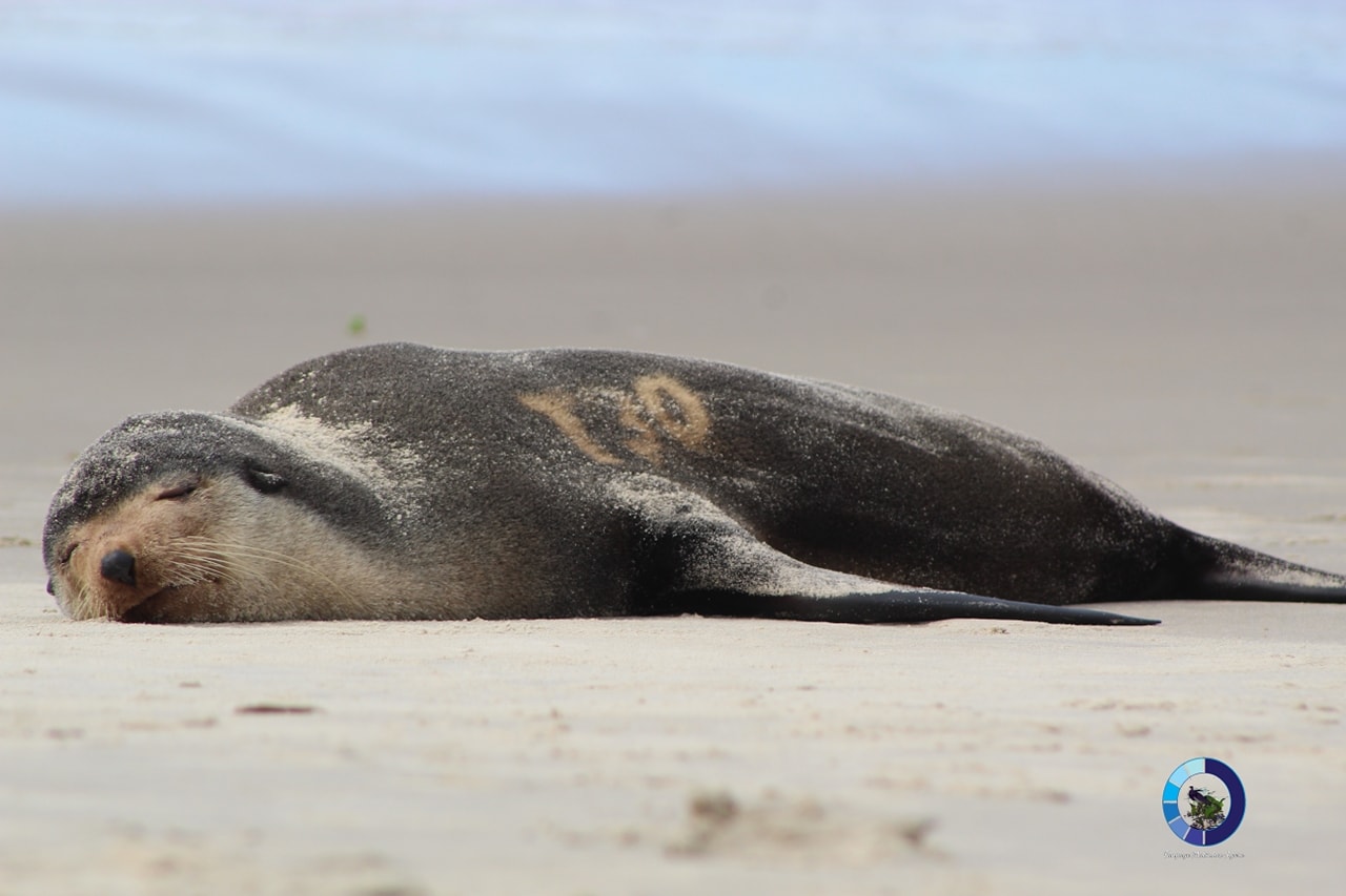 Leão-marinho é flagrado descansando na praia de Matinhos