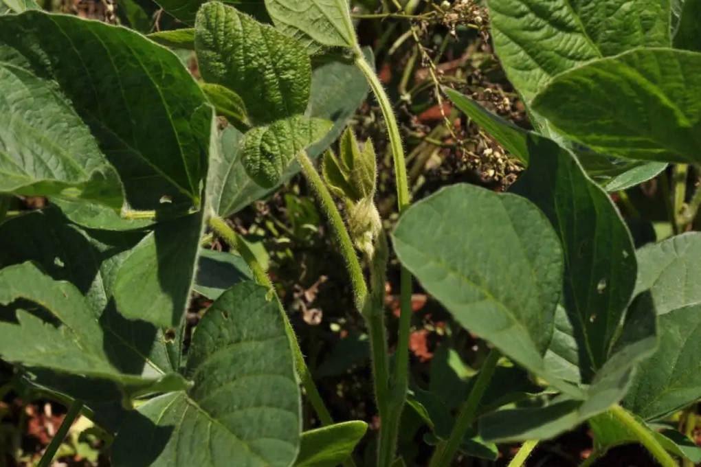 Estudos na UEL avaliam resistência de pragas da soja a defensivos agrícolas