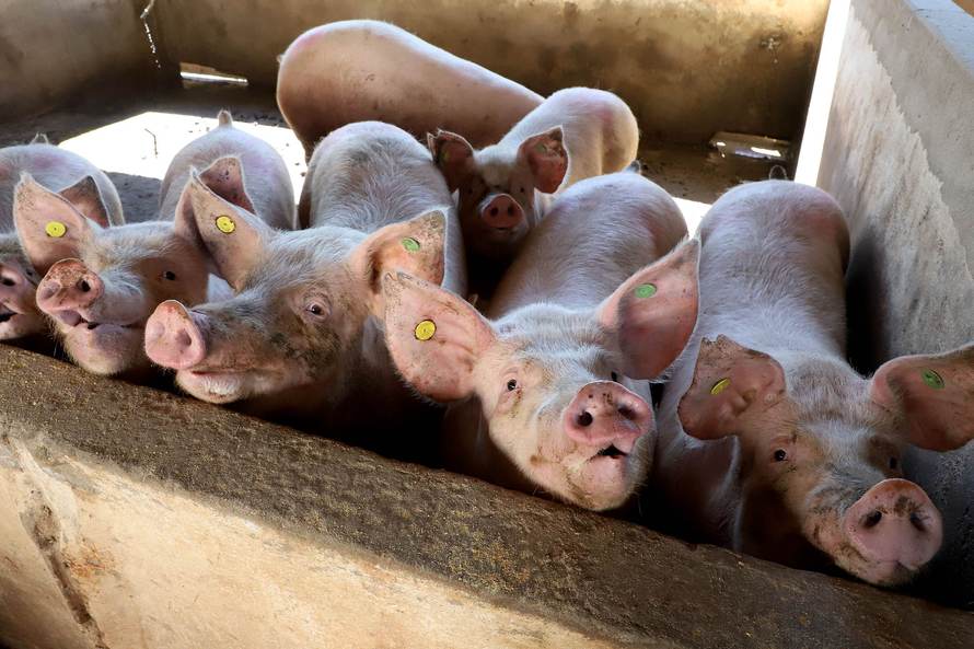 Puxado por Toledo, Paraná avança e mira novos mercados internacionais na carne suína