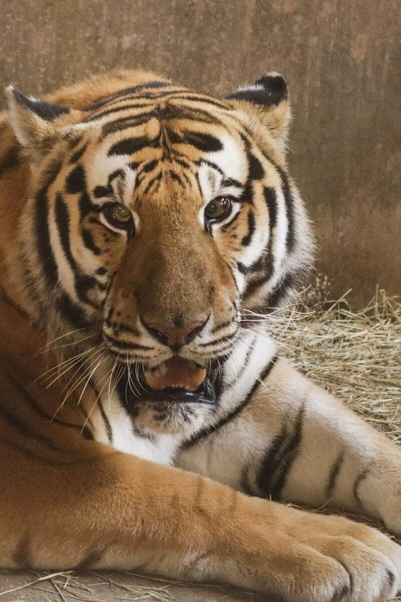 Tigre Rajar no Zoológico de Curitiba (Hully Paiva/SMCS)