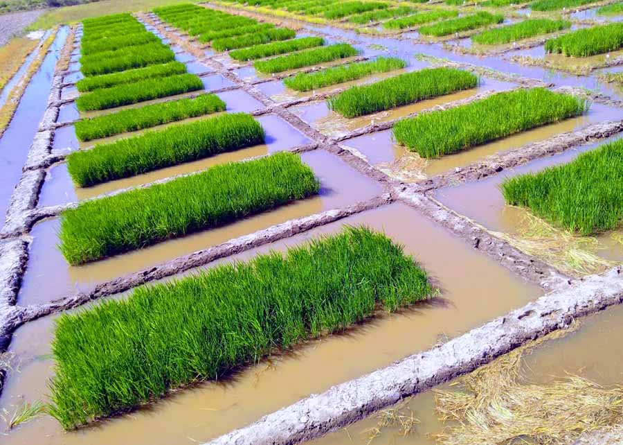 Consórcio de bactérias pode aumentar em até 30% a produtividade do arroz