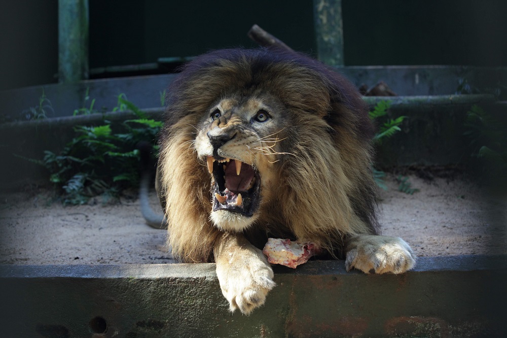 Símbolo da luta contra maus tratos animais, leão Gaúcho morre no Zoológico de Cascavel