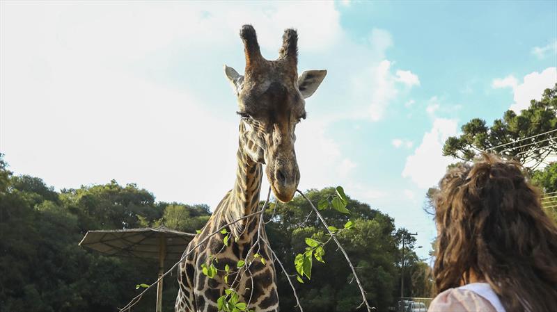 Zoológico de Curitiba terá mais horários para visitas a pé; veja como agendar