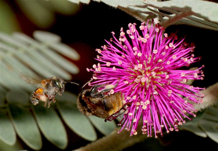 Abelha manduri e abelha guaraipo na flor de bracatinga. Crédito: Elwino Naser.