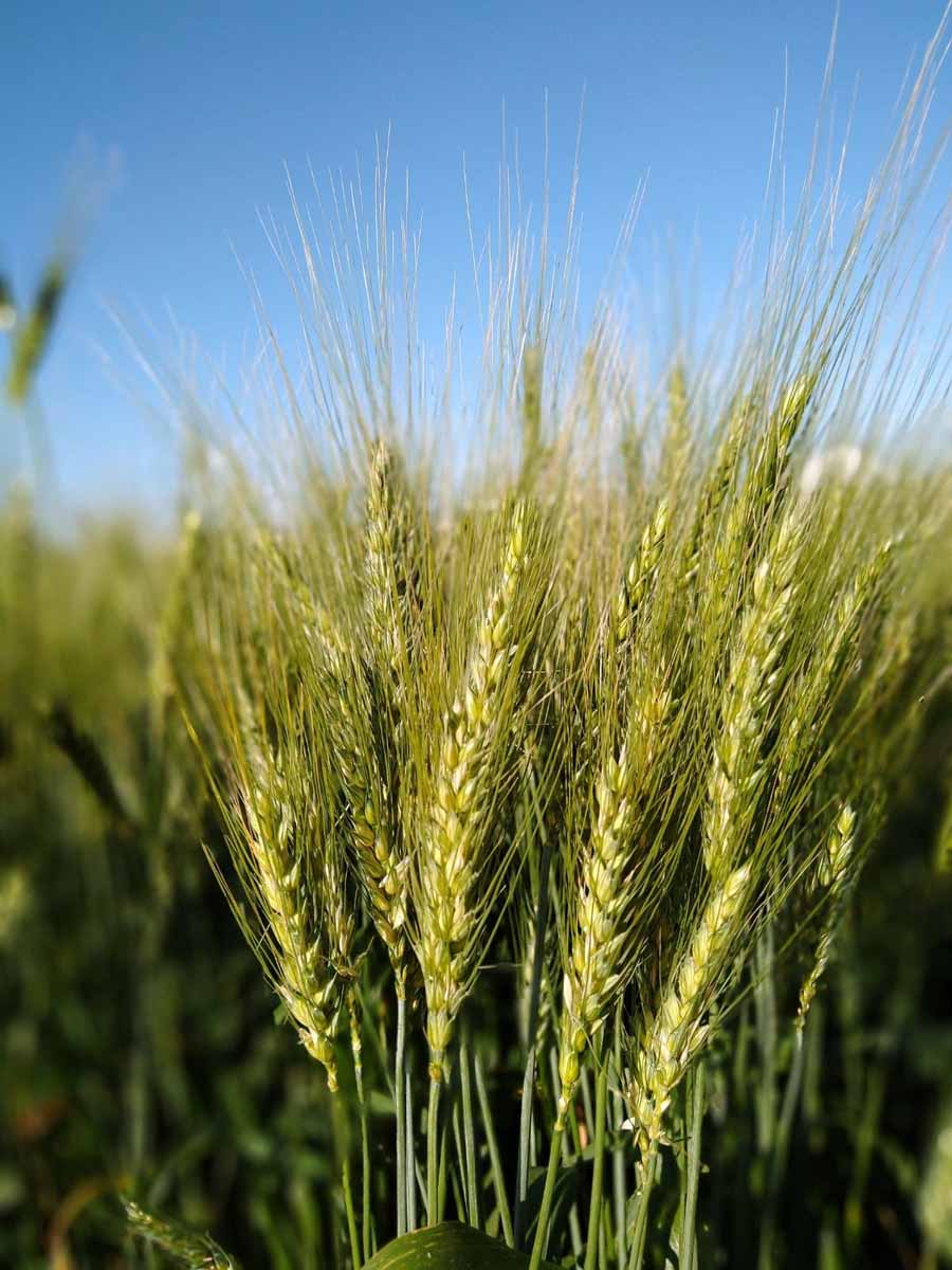 Nova cultivar de trigo reúne precocidade e alto rendimento