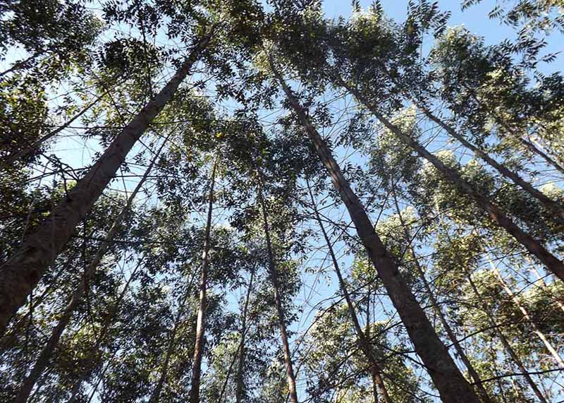 Florestas plantadas e nativas mostram desempenho similar na mitigação de gases de efeito estufa