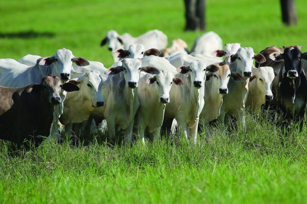 Soja, milho e carne bovina puxam VBP da agropecuária, que supera R$ 1,1 trilhão este ano