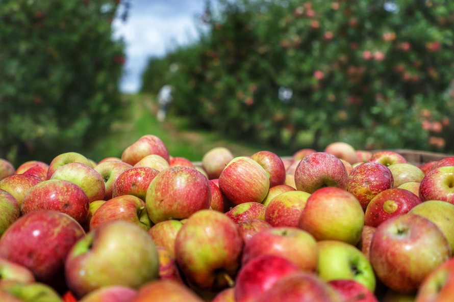 Ministério publica novo zoneamento para a produção de maçã
