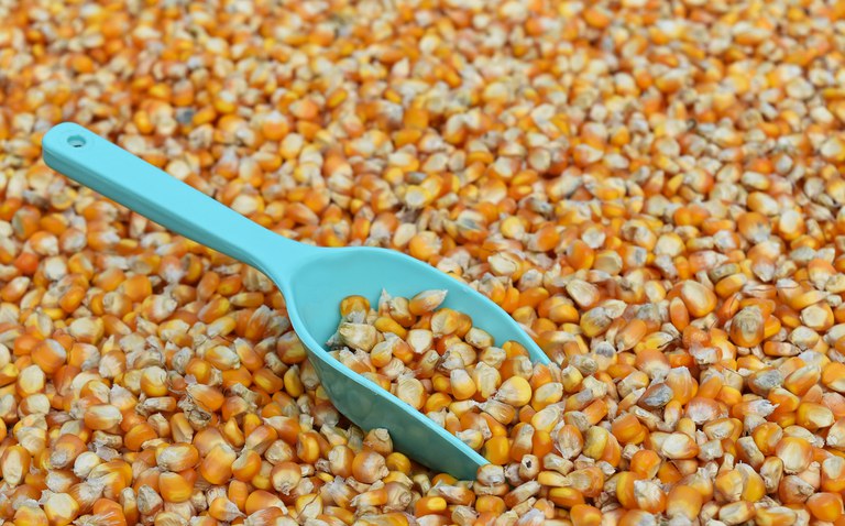Para controlar preço, governo suspende PIS/Cofins para importação de milho