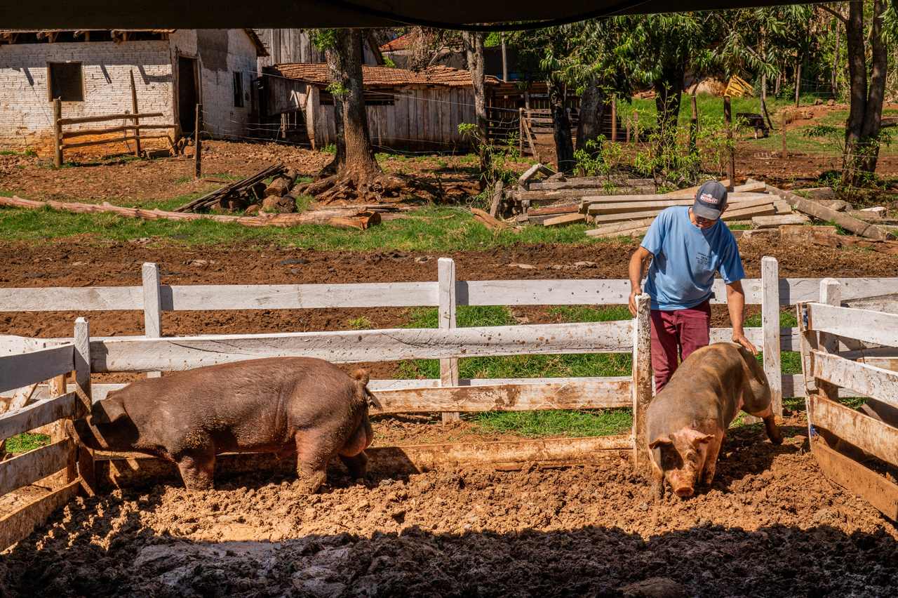 Startup aposta em produção de carne suína e alia o tradicional ao moderno para ter qualidade